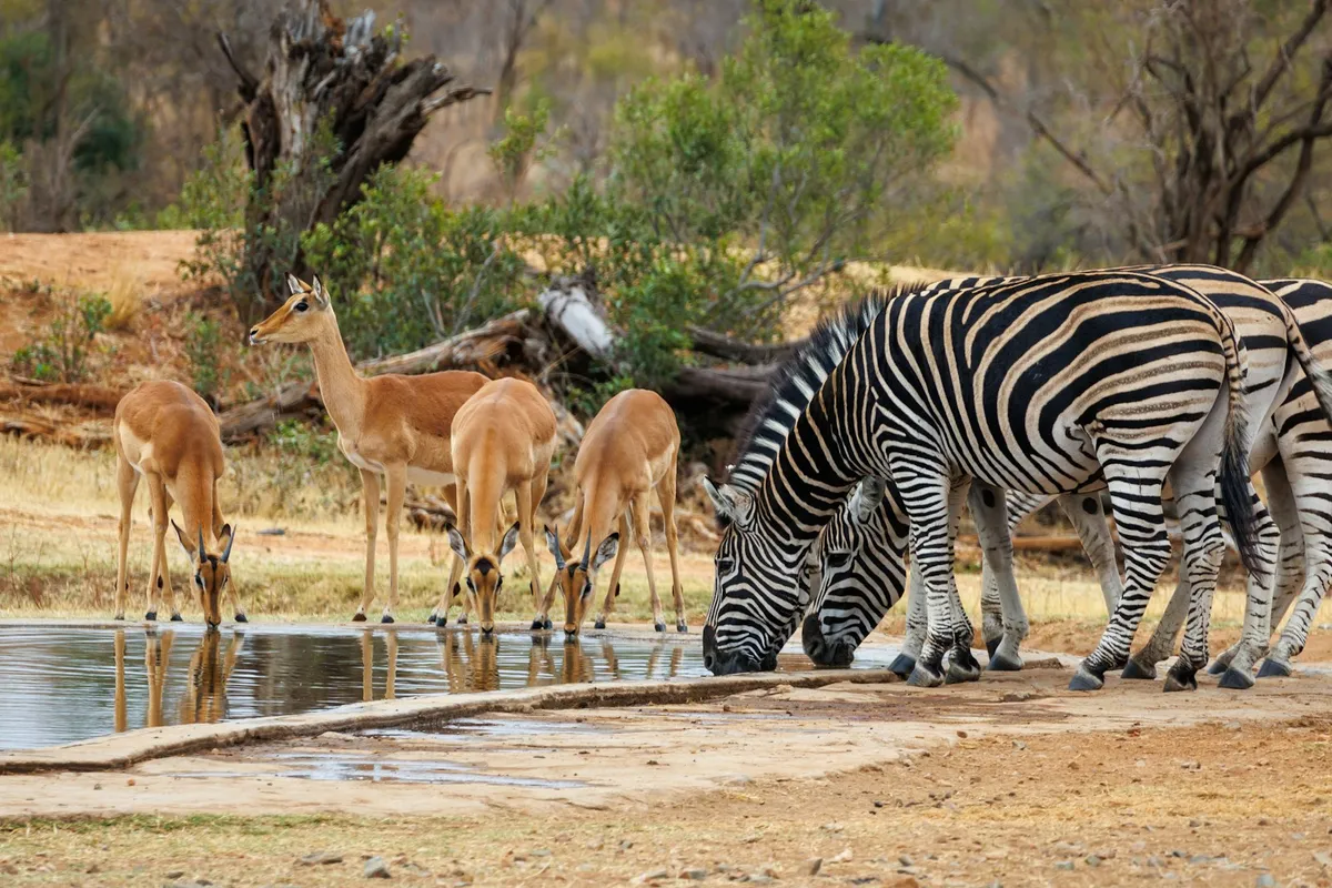 Marula Safari Camp, a tented camp in Kruger