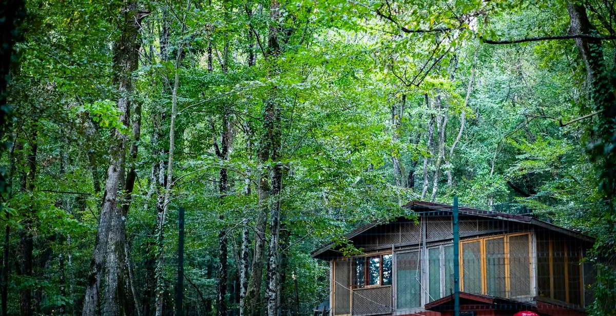 Wilderness Treehouse, a treehouse in Garden Route